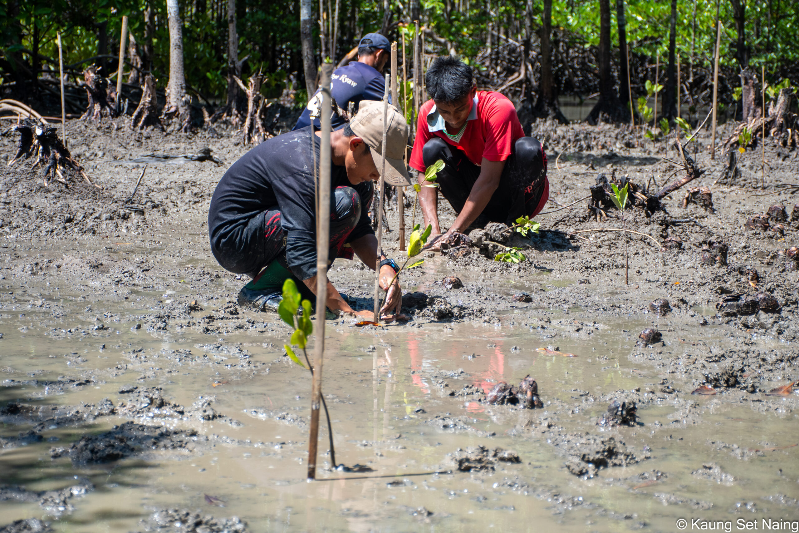 REPLANTING